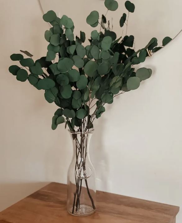 Silver Dollar Eucalyptus