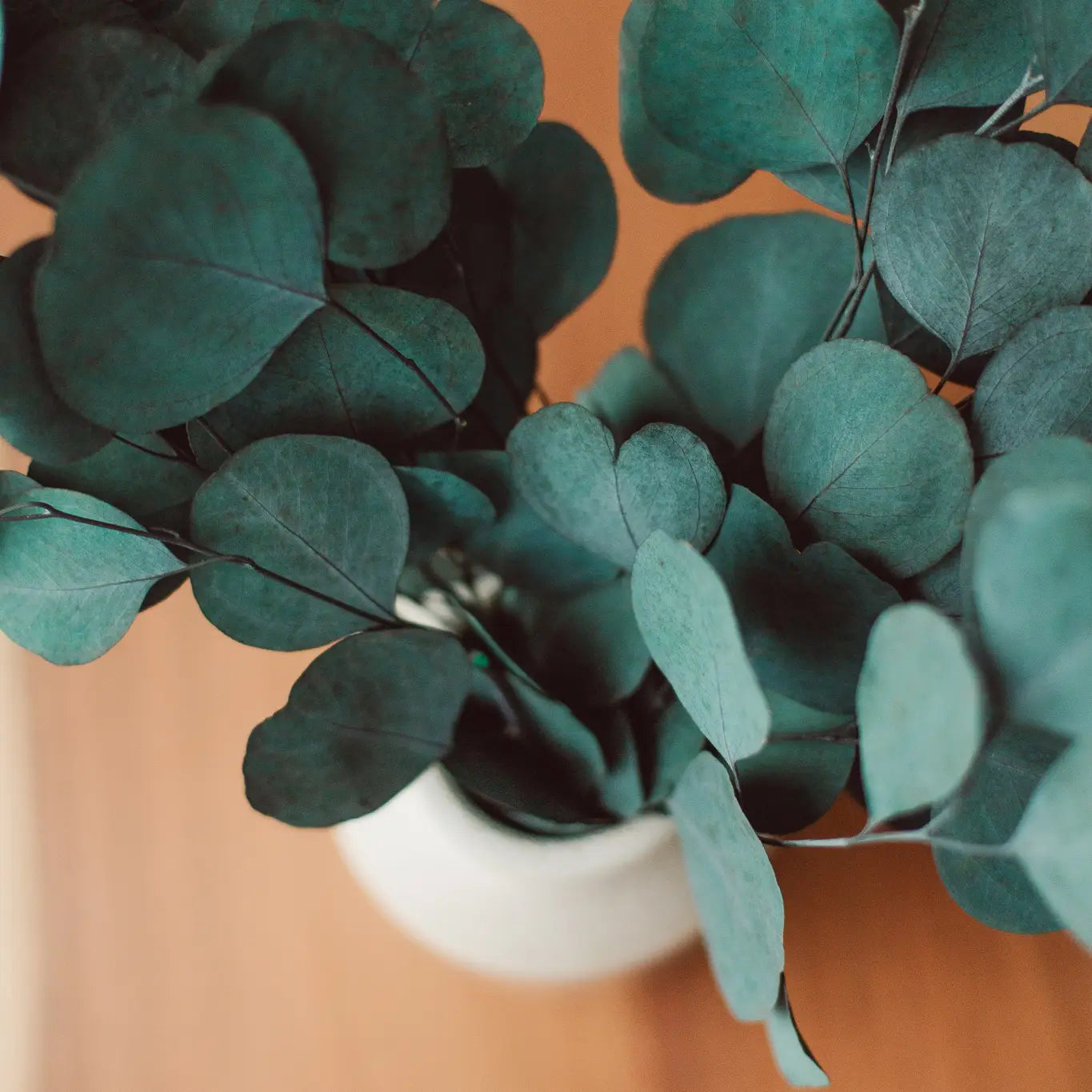 Eucalyptus Bundle