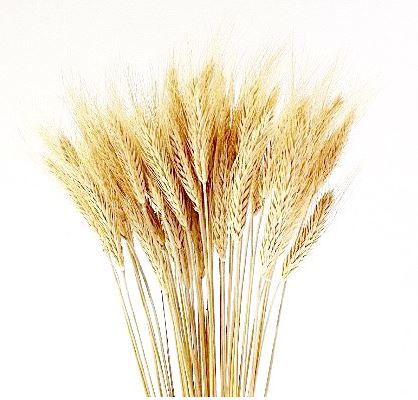 Wheat, Dried Blonde