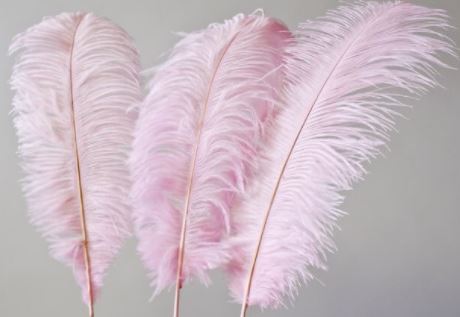 Ostrich Feathers, Light Pink
