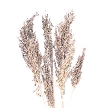 Wheat Berry, Frosted White