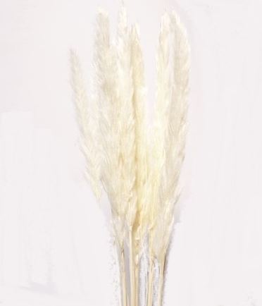 Pampas Tails, White