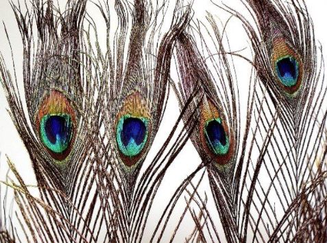 Peacock Feather